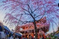 Weeping cherry tree and Sensoji Temple
