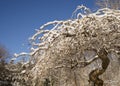 Weeping Cherry in Winter Royalty Free Stock Photo