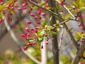 The blooming Malus halliana in spring Royalty Free Stock Photo