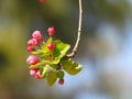 The blooming Malus halliana in spring Royalty Free Stock Photo