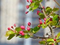 The blooming Malus halliana in spring Royalty Free Stock Photo