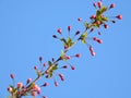 The blooming Malus halliana in spring Royalty Free Stock Photo