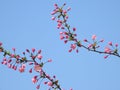 The blooming Malus halliana in spring Royalty Free Stock Photo
