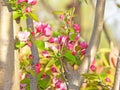 The blooming Malus halliana in spring Royalty Free Stock Photo