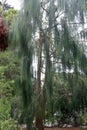 A weeping Cypress tree at the San Francisco Botanical Garden in San Francisco, California