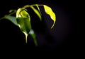 Weeping fig Benjamin Fig leaves on dark background in spectacu