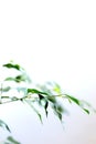 Weeping fig Benjamin Fig leaves on white background