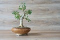 Weeping fig, Ficus Benjamina as bonsai