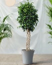 Weeping Fig, Ficus Benjamina, cutout big size houseplant Royalty Free Stock Photo