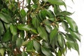 Weeping Fig (Ficus Benjamina) Leaves on White Royalty Free Stock Photo