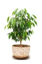Weeping Fig (Ficus Benjamina) in Pot Royalty Free Stock Photo
