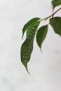 weeping fig leaf with water drops Royalty Free Stock Photo