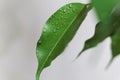 weeping fig leaves with water drops Royalty Free Stock Photo