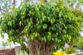 Weeping Fig Tree, aka the Benji Tree, green leafs plant