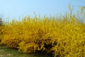 Weeping Forsythia