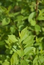 Weeping forsythia Royalty Free Stock Photo