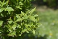 Weeping forsythia Royalty Free Stock Photo