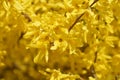 Weeping forsythia Royalty Free Stock Photo