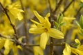 Weeping forsythia Royalty Free Stock Photo