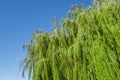 Weeping  golden curls willow tree summer on a beautiful clear blue sky day Royalty Free Stock Photo