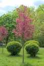 A Weeping Japanese Crabapple Tree in Full Bloom. Royalty Free Stock Photo