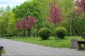 A Weeping Japanese Crabapple Tree in Full Bloom. Royalty Free Stock Photo