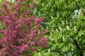 A Weeping Japanese Crabapple Tree in Full Bloom. Royalty Free Stock Photo