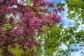 A Weeping Japanese Crabapple Tree in Full Bloom. Royalty Free Stock Photo