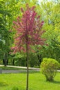 A Weeping Japanese Crabapple Tree in Full Bloom. Royalty Free Stock Photo