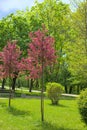 A Weeping Japanese Crabapple Tree in Full Bloom. Royalty Free Stock Photo