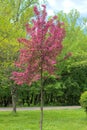 A Weeping Japanese Crabapple Tree in Full Bloom. Royalty Free Stock Photo