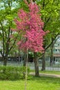 A Weeping Japanese Crabapple Tree in Full Bloom. Royalty Free Stock Photo