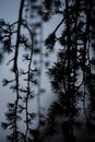 Weeping Japanese larch pine tree at dusk Royalty Free Stock Photo