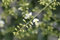 Weeping Japanese pagoda tree Royalty Free Stock Photo