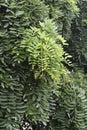 Weeping Japanese pagoda tree Royalty Free Stock Photo