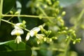 Weeping Japanese pagoda tree Royalty Free Stock Photo