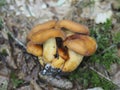 The Weeping Milk Cap Lactifluus colemus is an edible mushroom