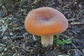 Weeping milk cap mushroom