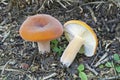 Weeping milk cap mushrooms