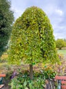 Weeping mulberry - morus alba pendula in autumn with green and yellow leaves. Botanical arboretum, Niemcza, Poland