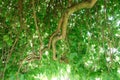weeping mulberry tree branches, weeping mulberry tree in the garden Royalty Free Stock Photo
