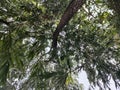 A weeping paperbark tree from below side