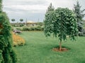 Weeping Pendula elm tree on green lawn. Landscape design decorative form. Dwarf habit dwarf form - botanical name is