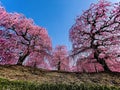 Weeping plum blossom Forest
