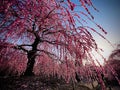 Weeping plum blossom sunset Japan