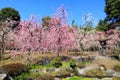 Weeping plum blossoms in the Shin-en garden of Jonangu shrine