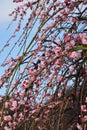 Weeping plum blossoms