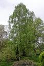 Weeping or Silver birch tree. Betula pendula Royalty Free Stock Photo