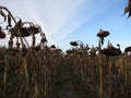 Weeping sunflowers Royalty Free Stock Photo