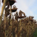 Weeping sunflowers times two. Royalty Free Stock Photo